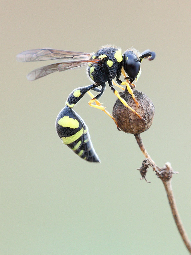 Eumenes sp. da ID